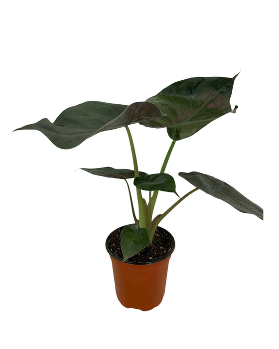 Alocasia Wentii - Cactus en ligne