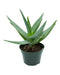Aloe Arborescens - Cactus en ligne