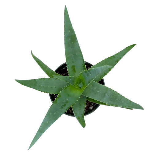 Aloe Arborescens - Cactus en ligne
