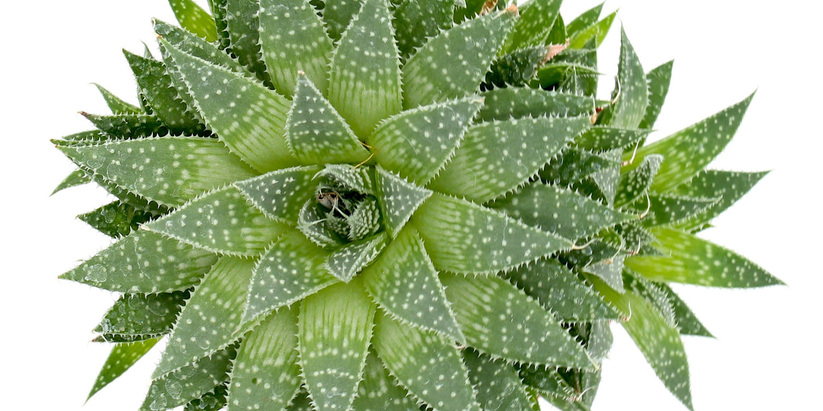 aloe aristata heilpflanze Aloe Aristata — Cactus en Ligne