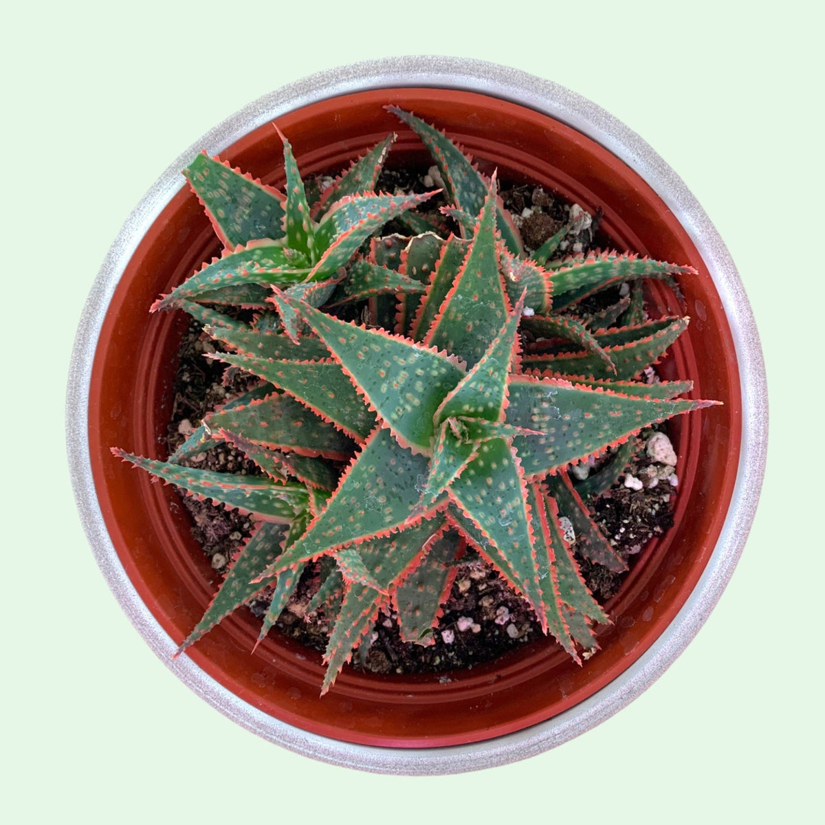 christmas aloe succulent Aloe Christmas Carol — Cactus en Ligne
