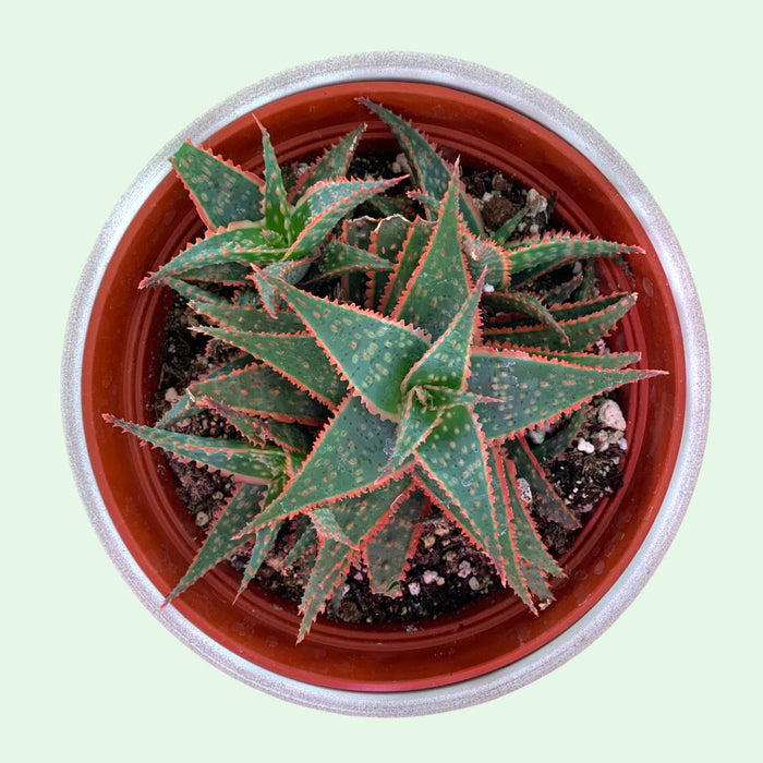 Aloe Christmas Carol - Cactus en ligne