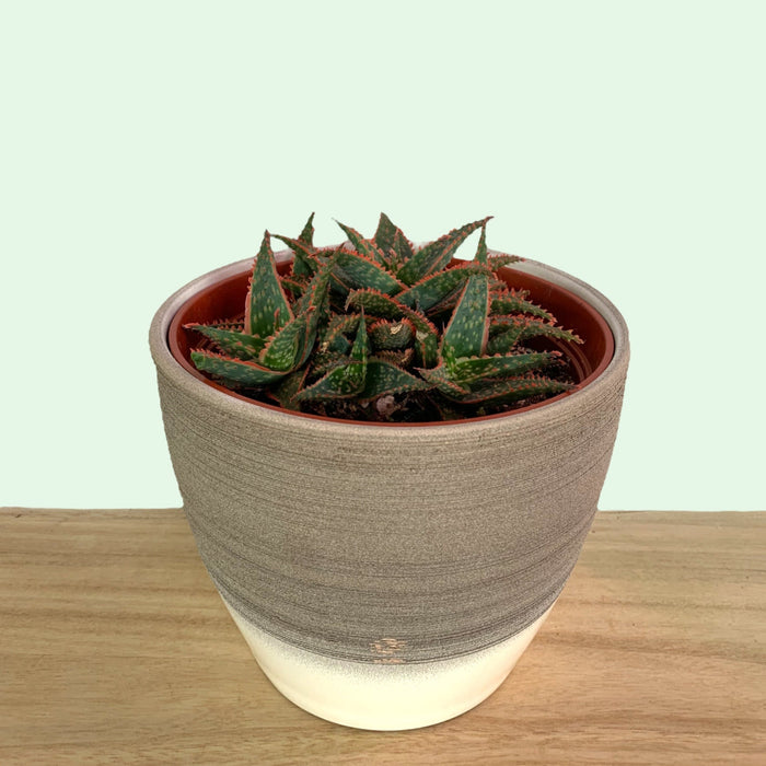 Aloe Christmas Carol 6" - Cactus en ligne
