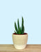 Aloe Gariepensis - Cactus en ligne
