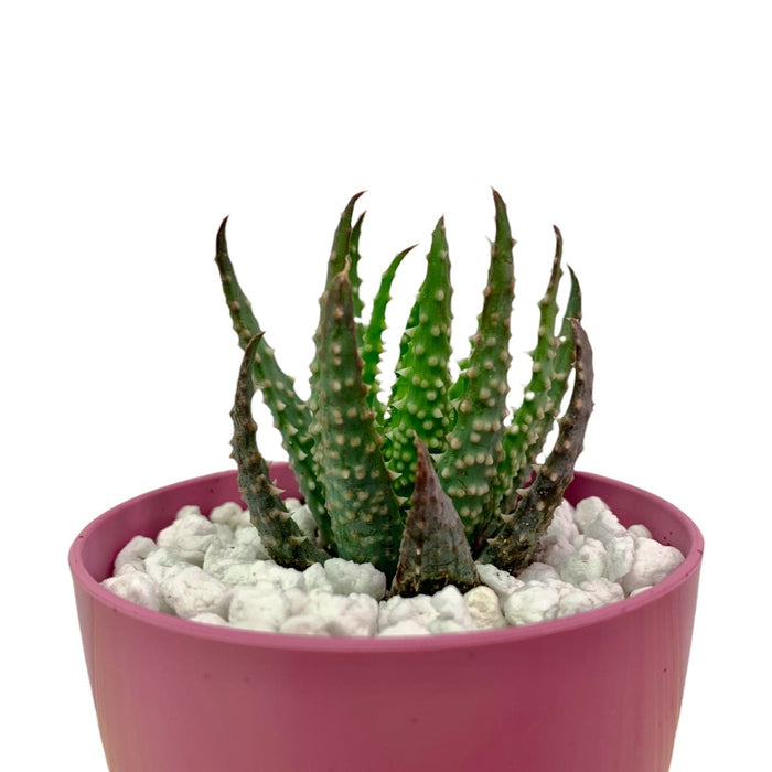 Aloe humilis - Cactus en ligne