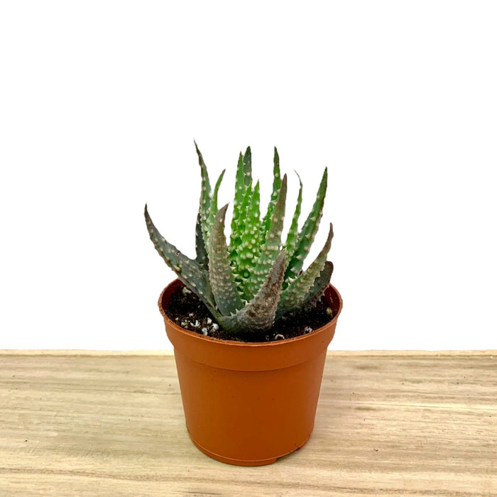 succulent aloe humilis Aloe Humilis — Cactus en Ligne