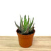 Aloe humilis - Cactus en ligne