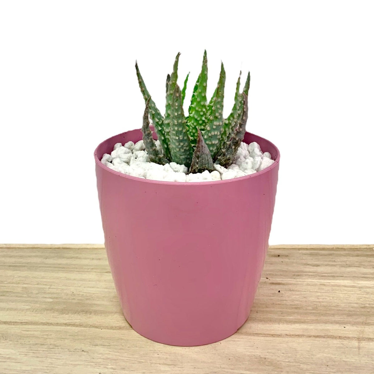 succulent aloe humilis Aloe Humilis — Cactus en Ligne