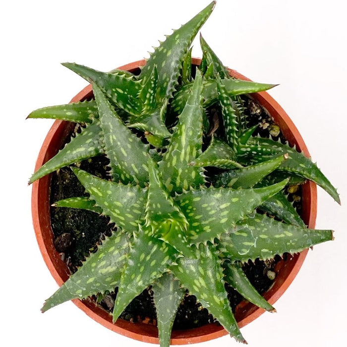 Aloe Jucunda