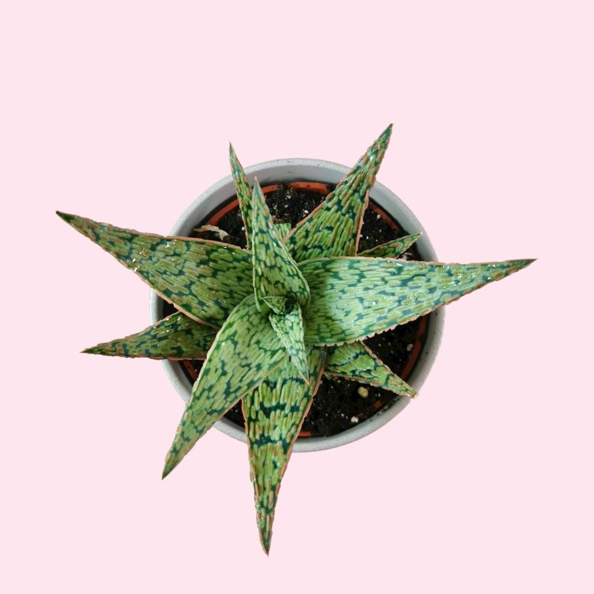 Aloe Piranha — Cactus en Ligne