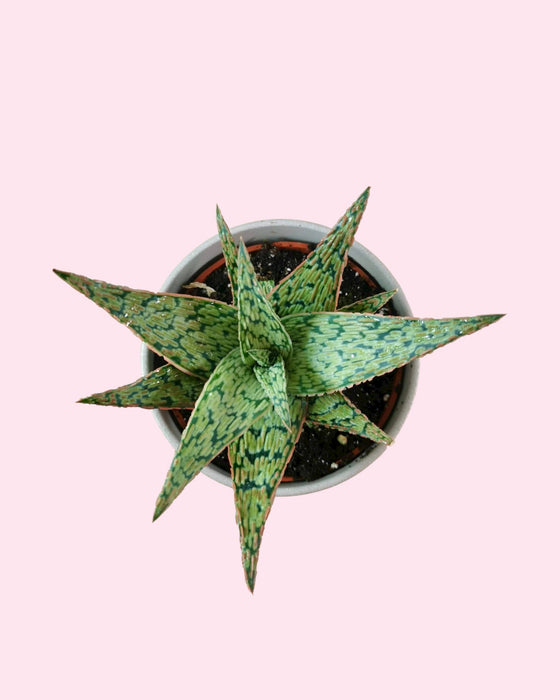 Aloe Piranha - Cactus en ligne