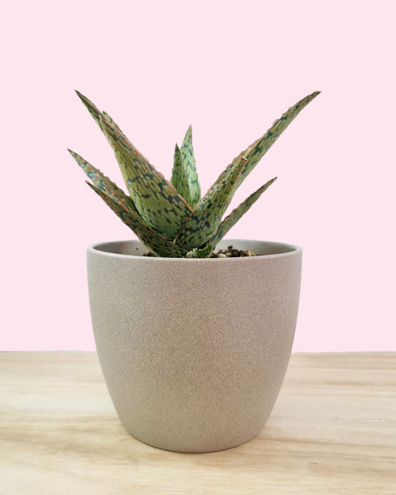 Aloe Piranha - Cactus en ligne