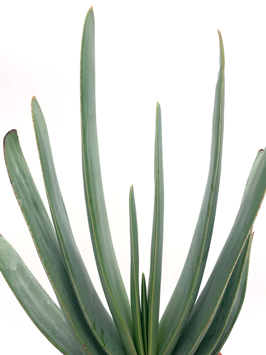 Aloe Plicatilis (Fan aloe) 4"