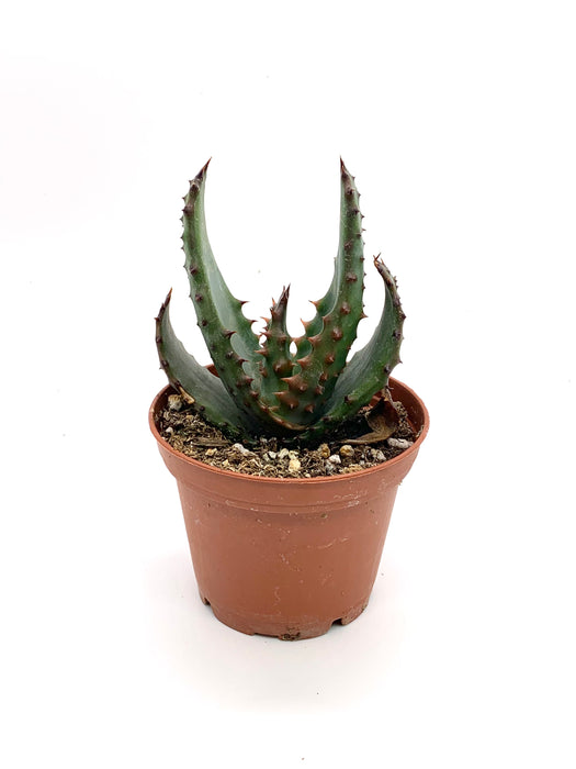 Aloe Reitzii 2.5-4"