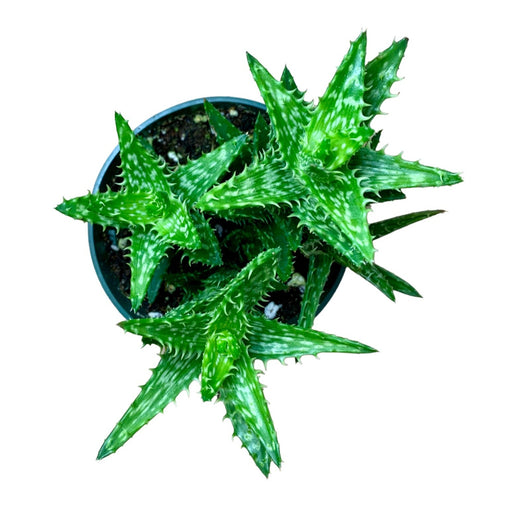 Aloe Squarrosa - Cactus en ligne