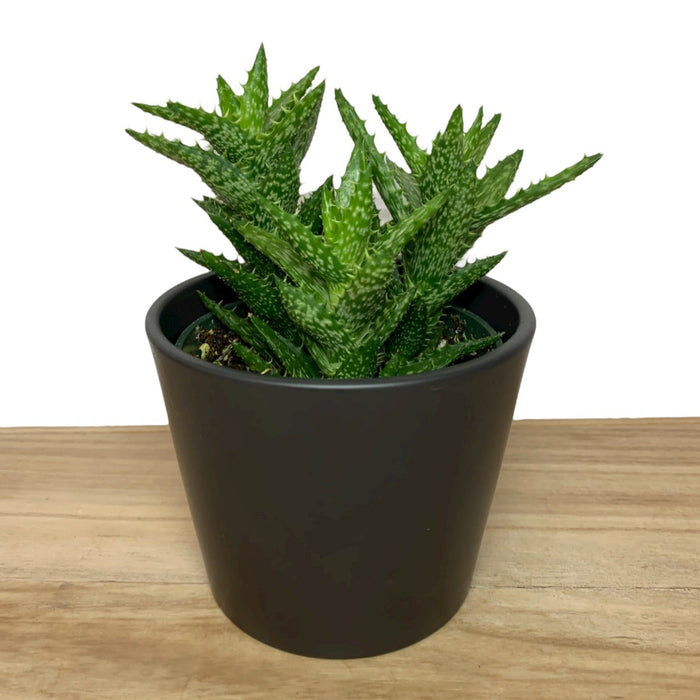 Aloe Squarrosa - Cactus en ligne