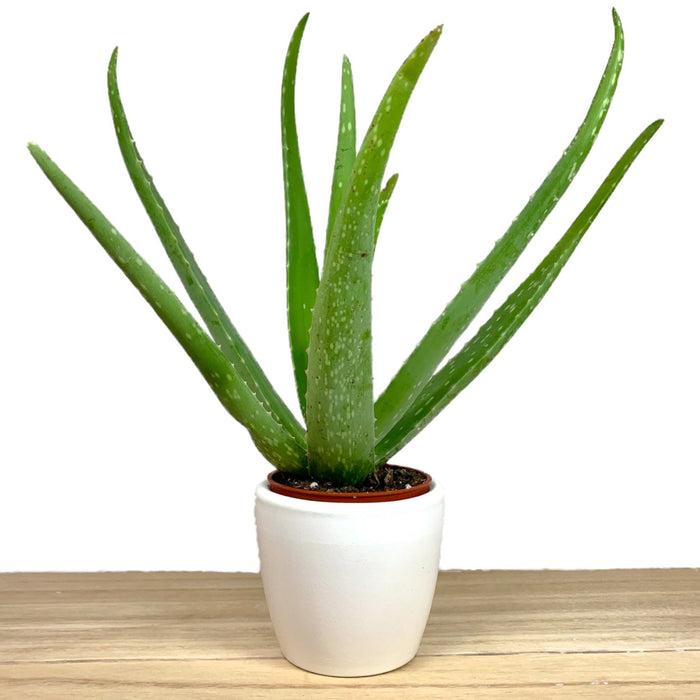 Aloe Vera 2.5" - Cactus en ligne