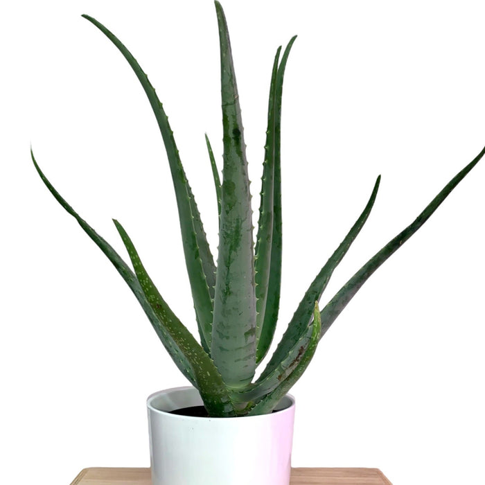 aloe vera plant is a cactus Aloe Vera — Cactus en Ligne