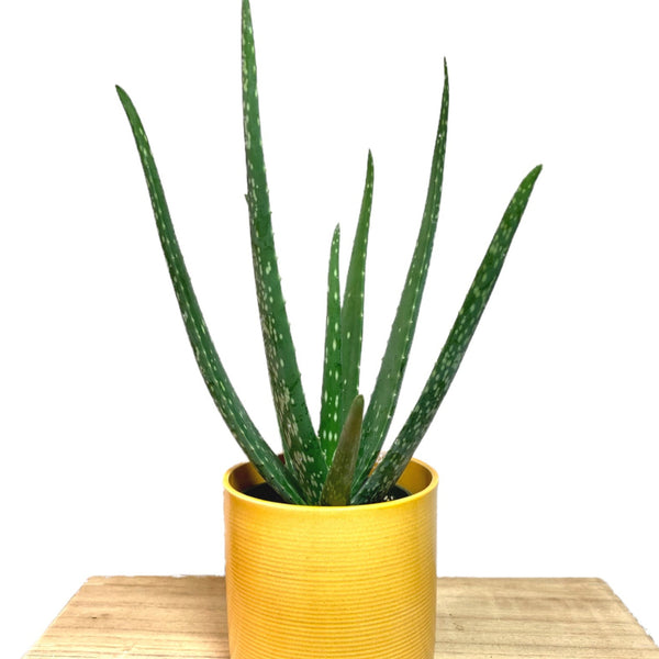 Aloe Vera — Cactus en Ligne