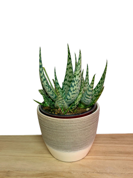 Aloe White Fox 2.5-4