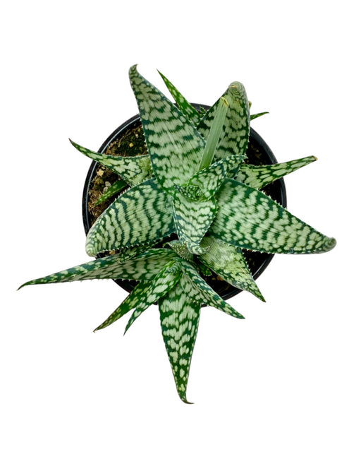 Aloe White Fox - Cactus en ligne