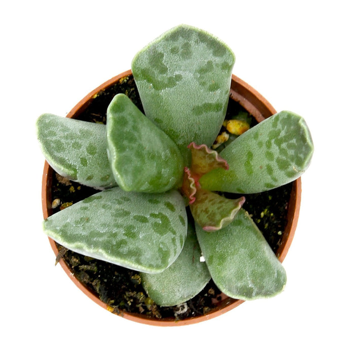 Adromischus Cooperi - Cactus en ligne