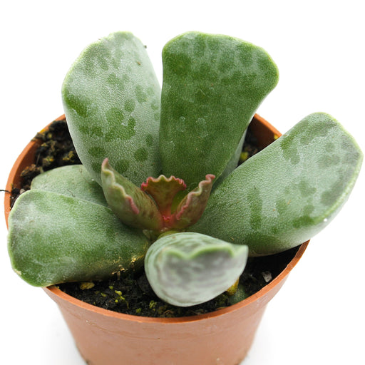1 Pc Vente Chaude Mignon Expression Cactus Petite Décoration - Temu Canada