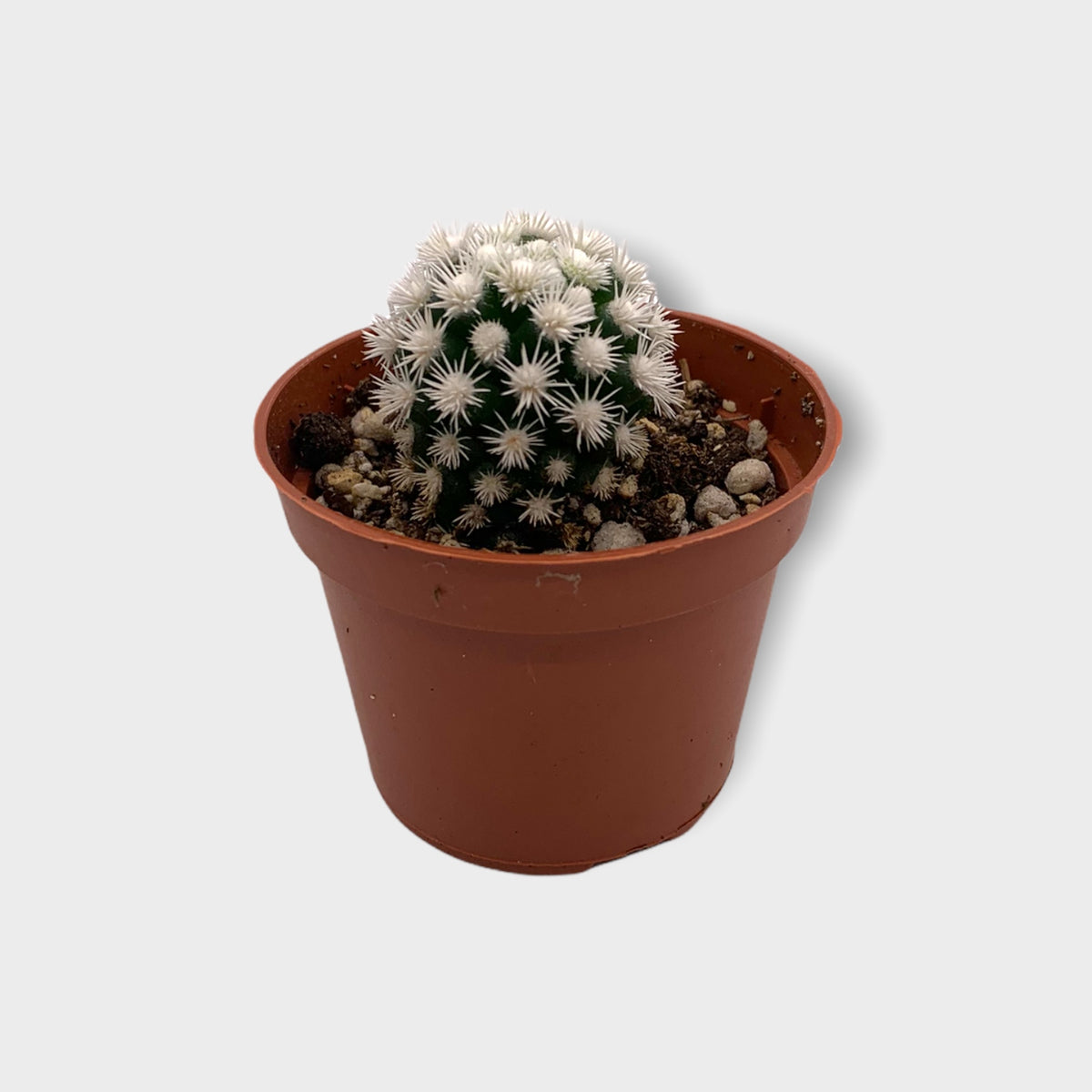 mammillaria vetula gracilis Mammillaria Vetula Gracilis 'Arizona Snowcap' 2.5