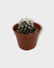 Mammillaria Vetula Gracilis 'Arizona Snowcap' - Cactus en ligne
