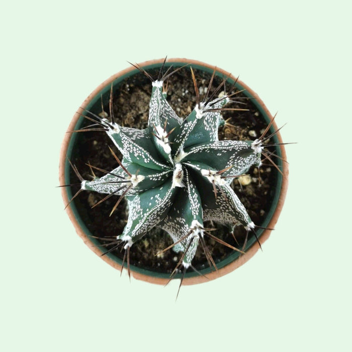 Astrophytum Ornatum 'Monk's Hood' - Cactus en ligne