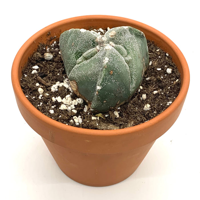 Astrophytum Myriotigma Tricostatum - Cactus en ligne