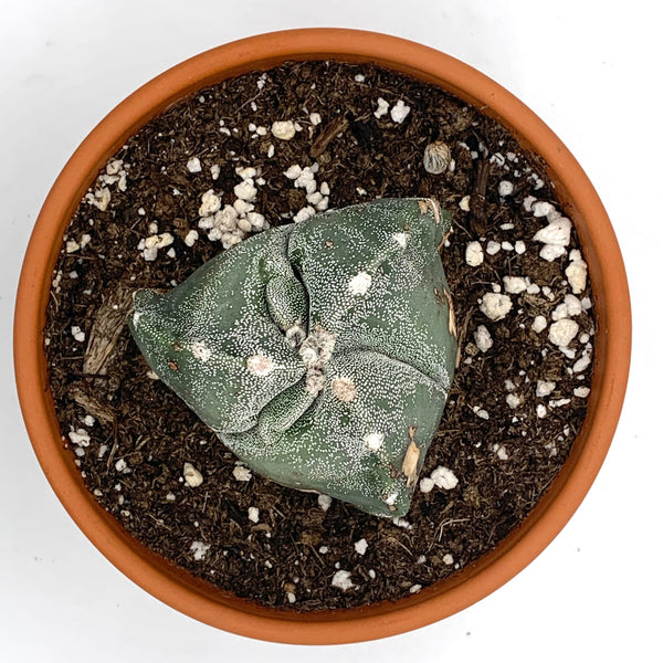 Astrophytum Myriotigma Tricostatum — Cactus en Ligne