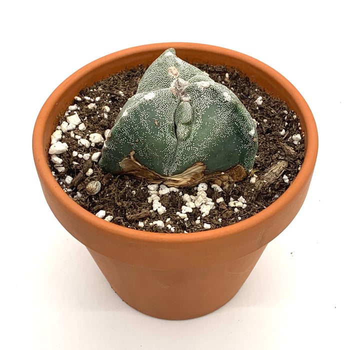 Astrophytum Myriotigma Tricostatum - Cactus en ligne