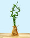 Bamboo branches - Cactus en ligne