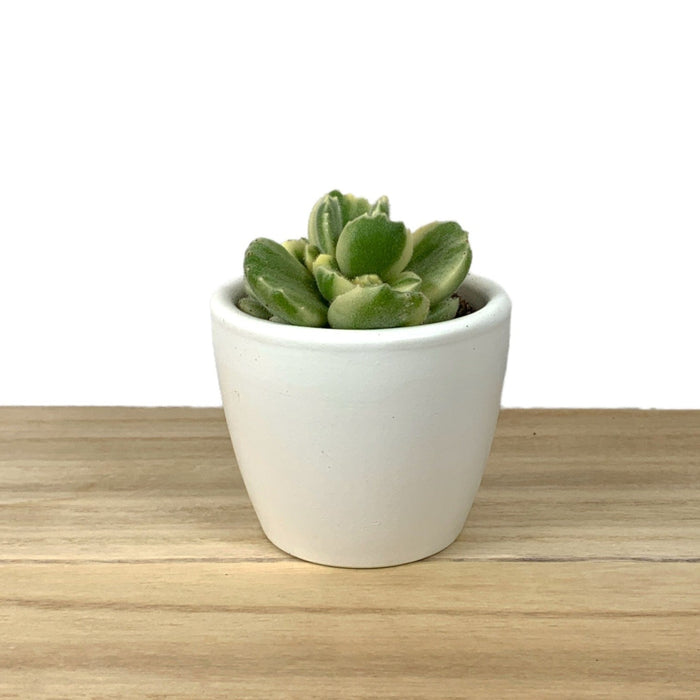 are bear paw succulents poisonous Cotyledon Tomentosa 'Bear Paw' Variegated — Cactus en Ligne