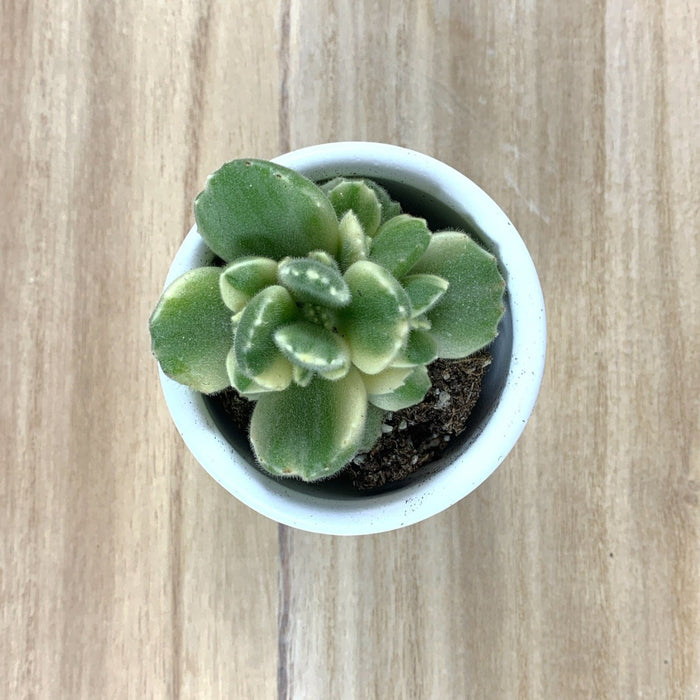 are bear paw succulents poisonous Cotyledon Tomentosa 'Bear Paw' Variegated — Cactus en Ligne