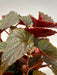 Begonia 'Angel wing' Benigo - Cactus en ligne