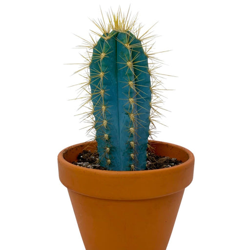 Cereus Azureus Blue Torch - Cactus en ligne