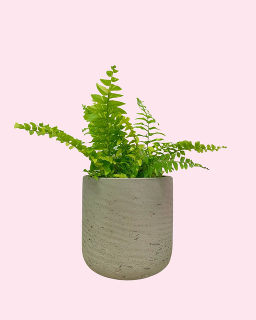 Boston Tiger Fern - Cactus en ligne