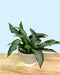 Murdannia Loriformis Bright Star - Cactus en ligne