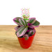 Tradescantia Bubble Gum + Ceramic Pot 2.5" - Cactus en ligne