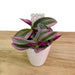 Tradescantia Bubble Gum + Ceramic Pot 2.5" - Cactus en ligne