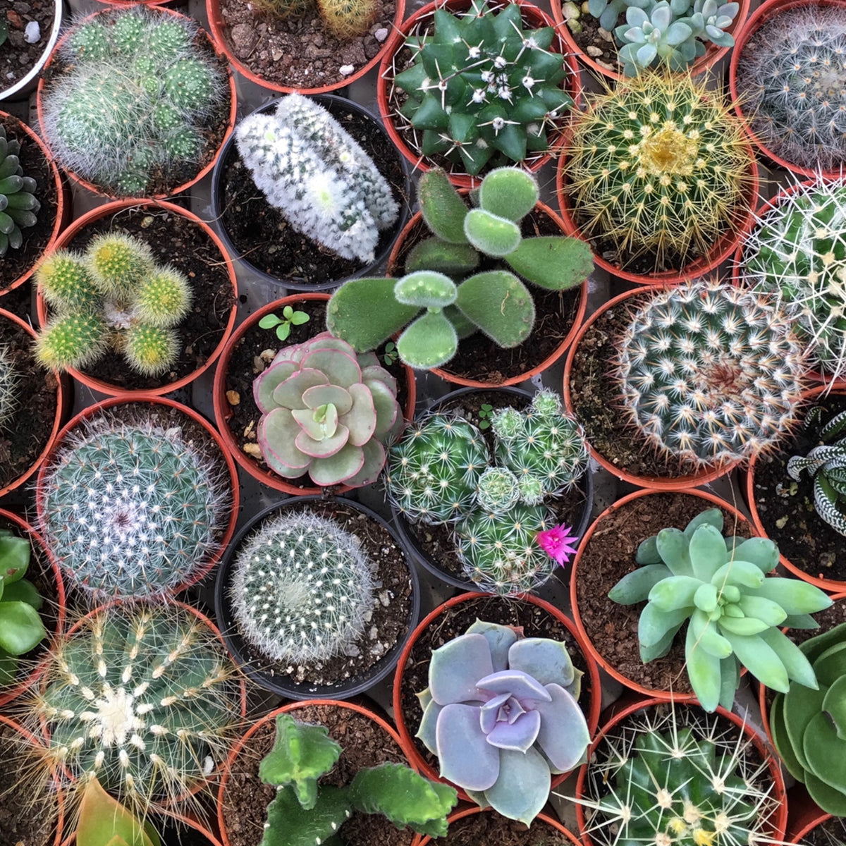 Terreau Cactus / Succulentes 6L - Multiplantes