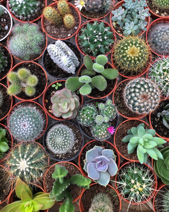 Party 6 or 10 - Pack - 2.5" or 4" Cacti & Succulents