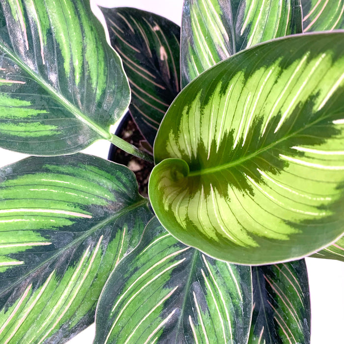 Calathea Beauty Star