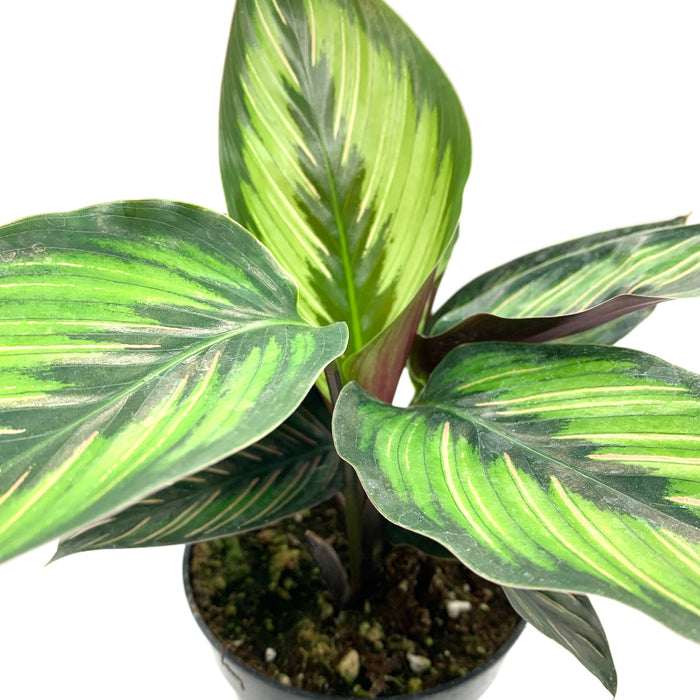 Calathea Beauty Star