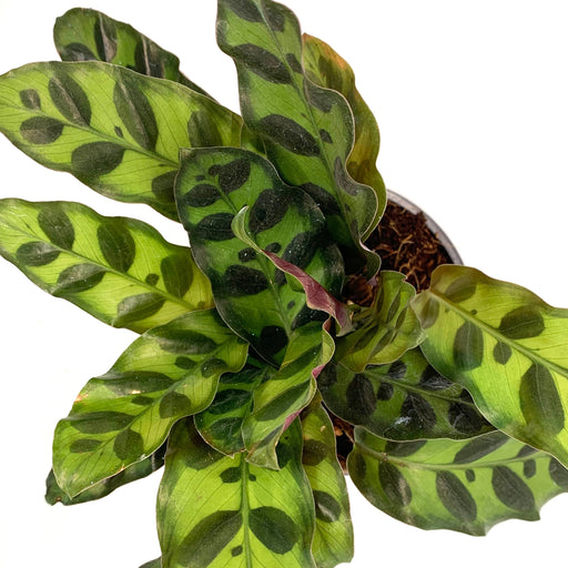 Calathea Lancifolia - Cactus en ligne