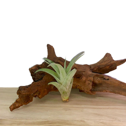 Tillandsia Capitata Peach - Cactus en ligne