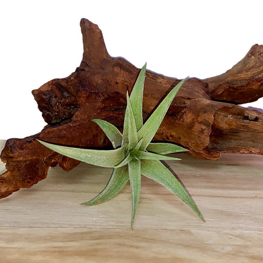 Tillandsia Capitata Peach - Cactus en ligne