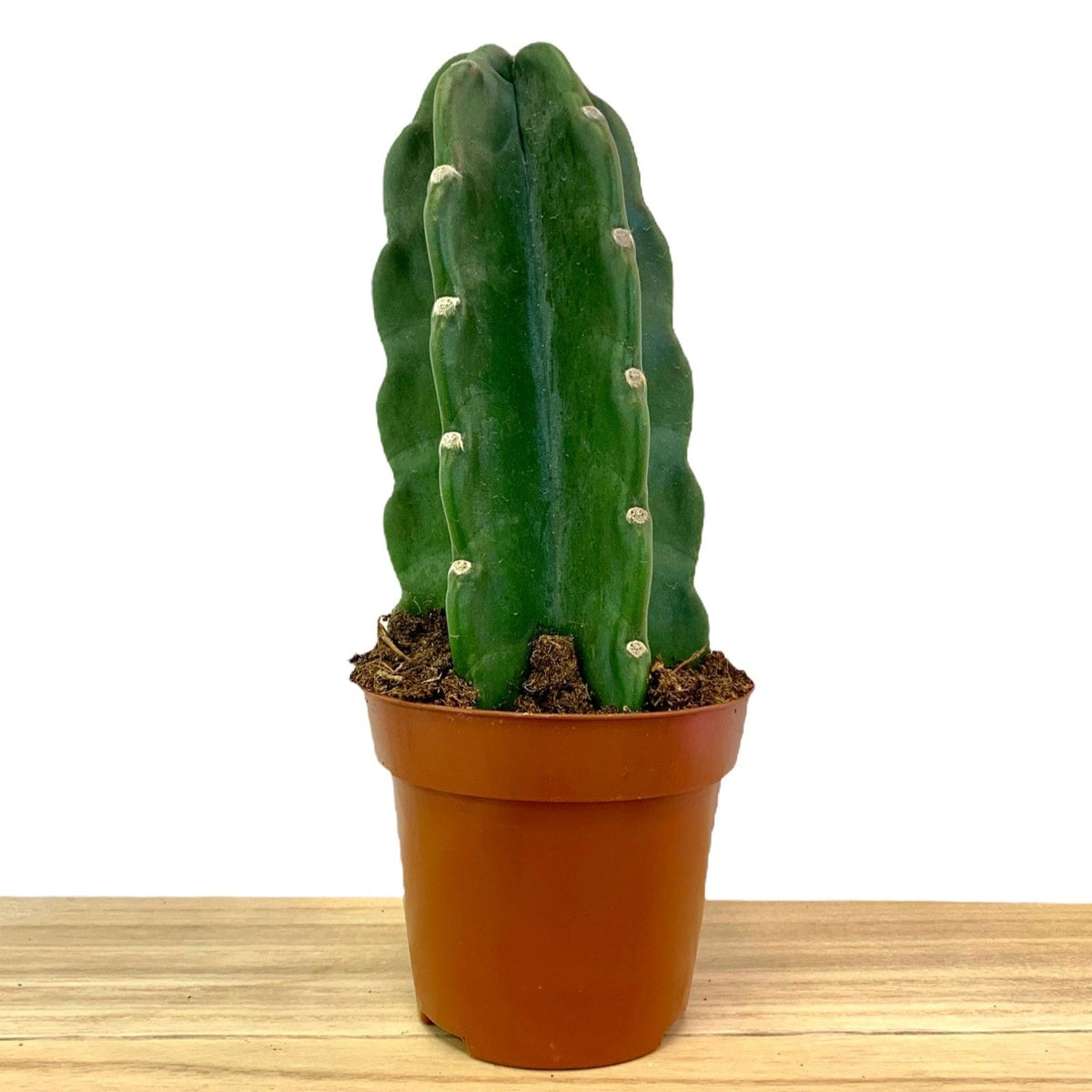 Cereus Jamacaru — Cactus en Ligne